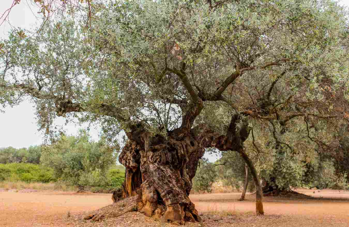 Olivo farga milenario