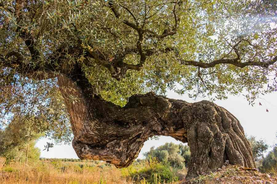 Olivo milenario farga