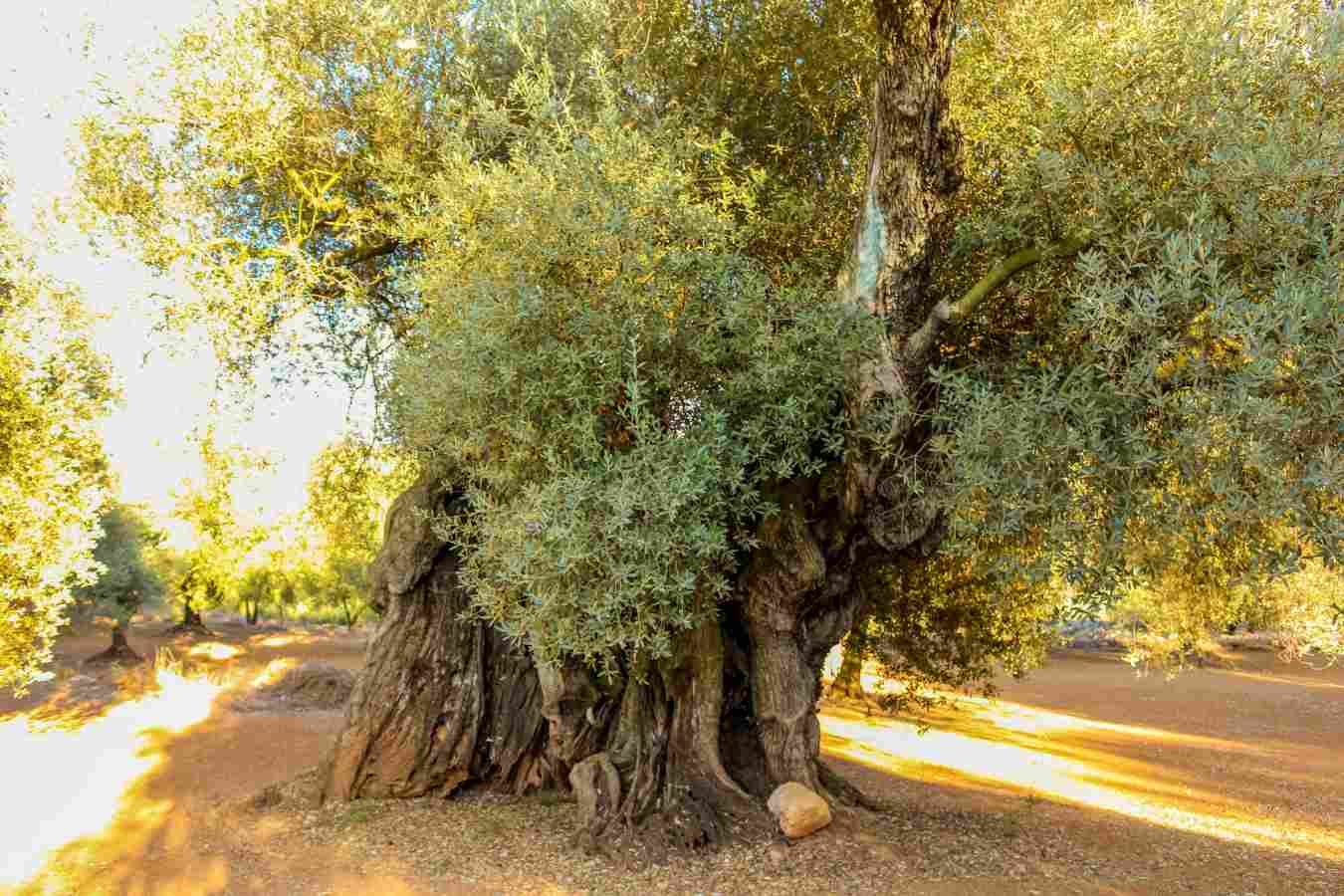 Olivos milenarios