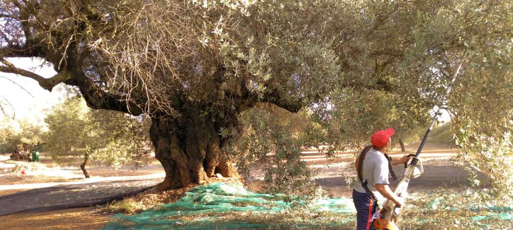 Recogida de aceitunas farga