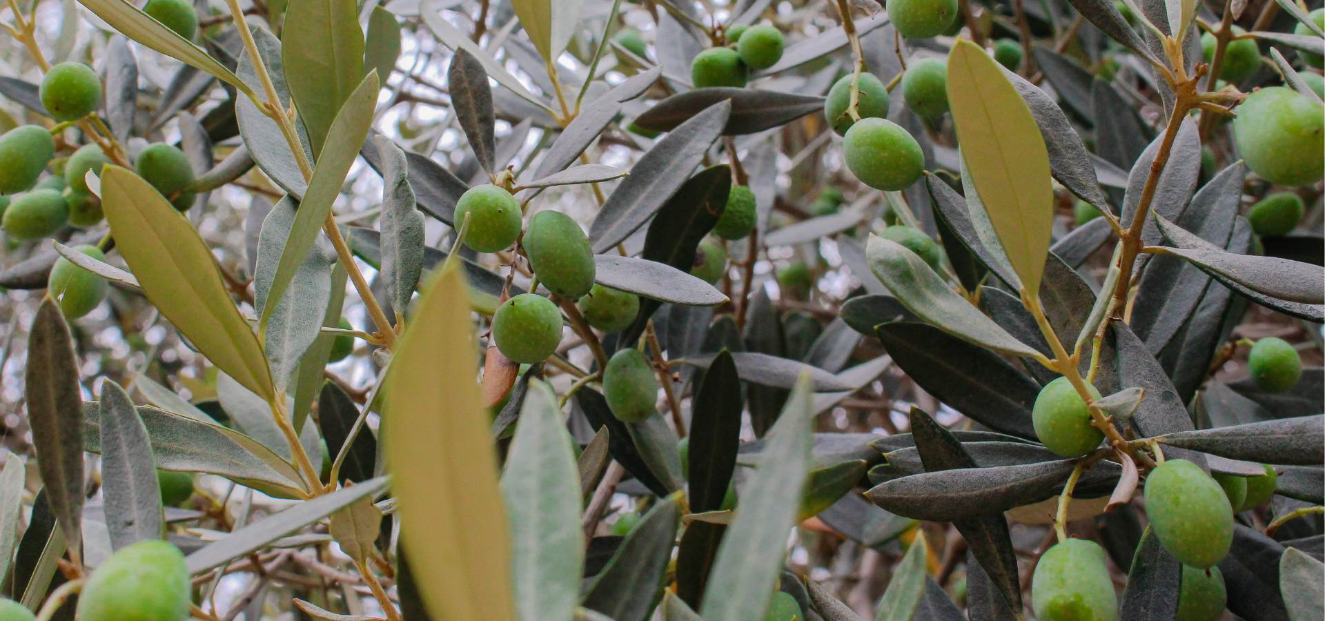 aceitunas variedad farga