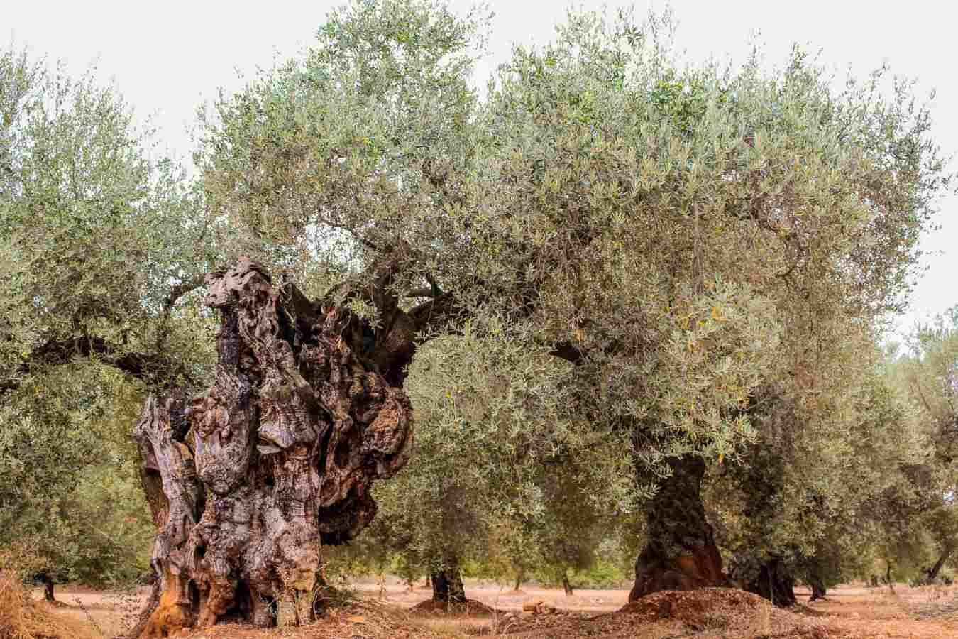 olivos farga dispersion